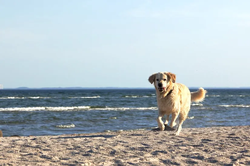 Golden Retriever rennt am Strand