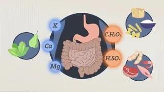 Grafik: Verdauung von basischen (Obst, Gemüse) und säurebildenden (Getreide, Fleisch) Lebensmitteln und deren Stoffwechselprodukte wie Kalium, Magnesium, Milchsäure und Schwefelsäure