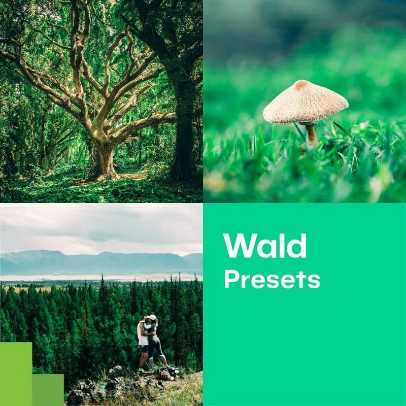 Gratis Wald-Presets für Zoner Photo Studio zur Betonung von Grüntönen und Waldatmosphäre