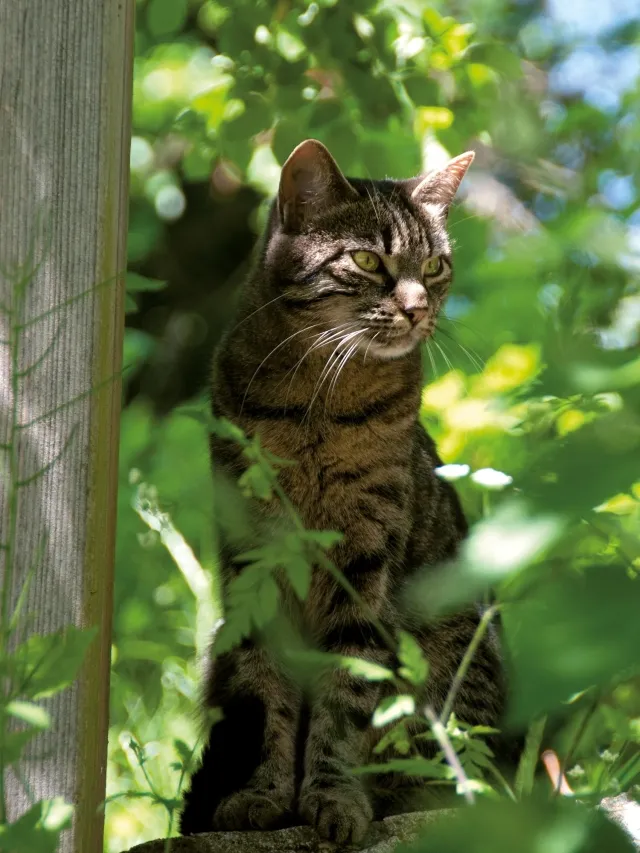 Graue Hauskatze auf einem Baum