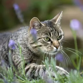 Graue Hauskatze mit lila Blumen