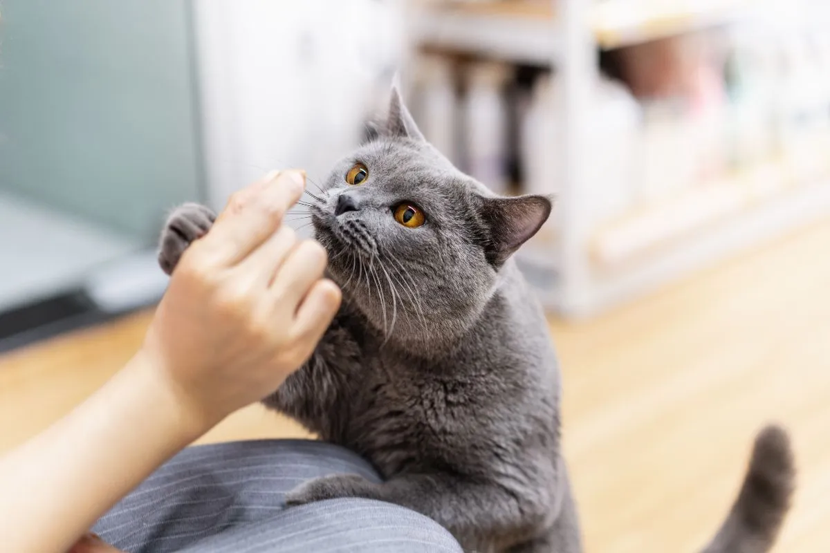 Graue Katze wird von Hand mit Trockenfutter gefüttert