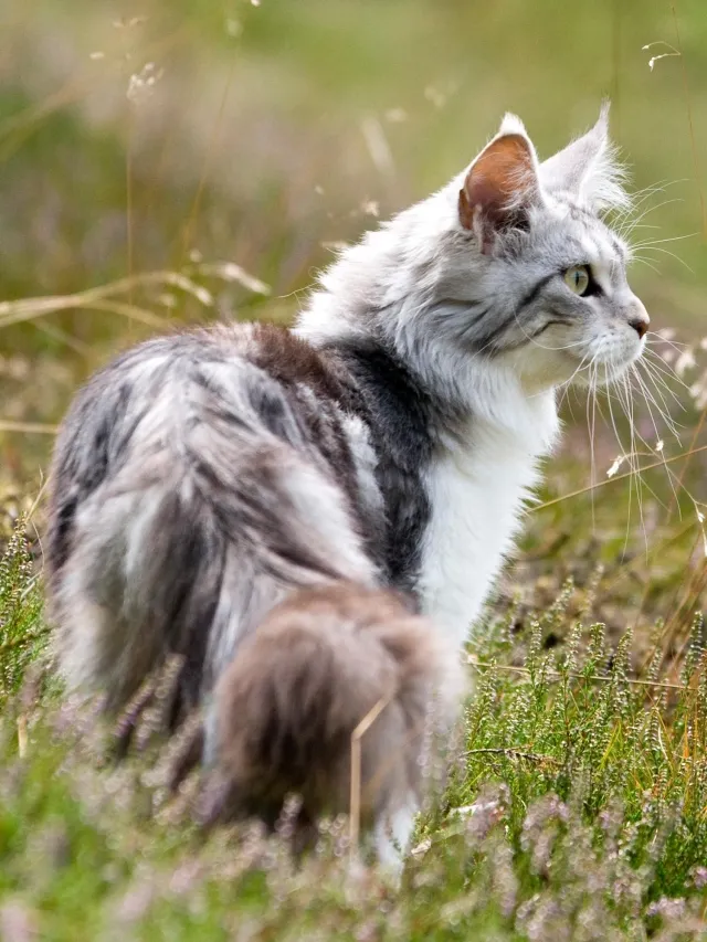Graue Maine-Coon-Katze im hohen Gras