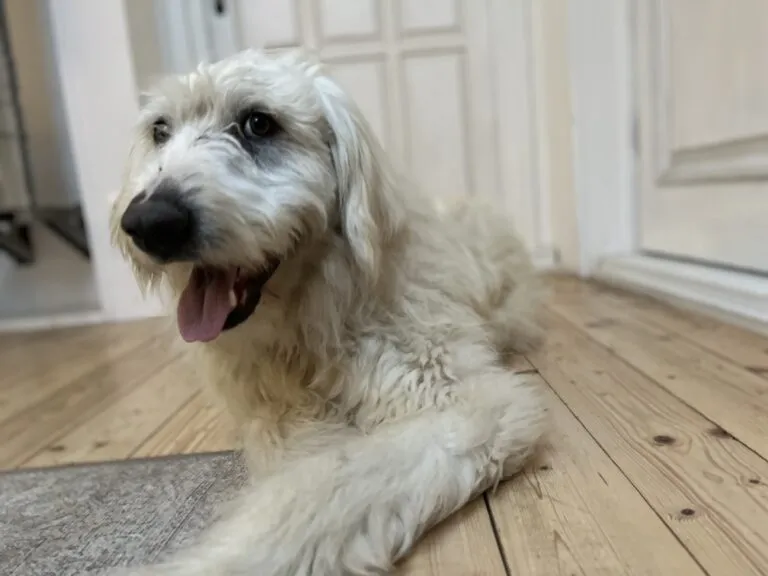 Großer Mioritic-Mischling Bertil in einer deutschen Pflegestelle