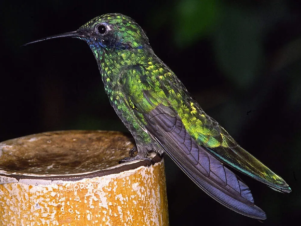 Großer Veilchenohrkolibri (Colibri coruscans) im Tierpark Berlin, ein Beispiel für exotische Vögel und die Herausforderungen der Kolibri Haltung.