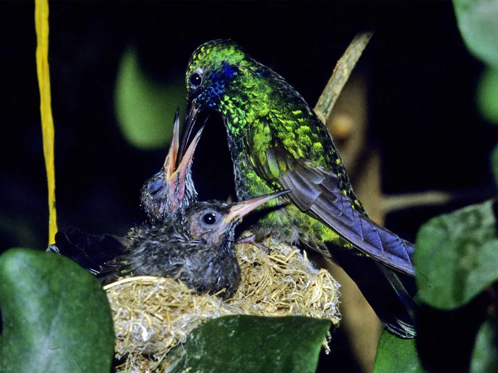 Großer Veilchenohrkolibri mit Jungvögeln im Nest im Tierpark Berlin, veranschaulicht die anspruchsvolle Kolibri Zucht in menschlicher Obhut.