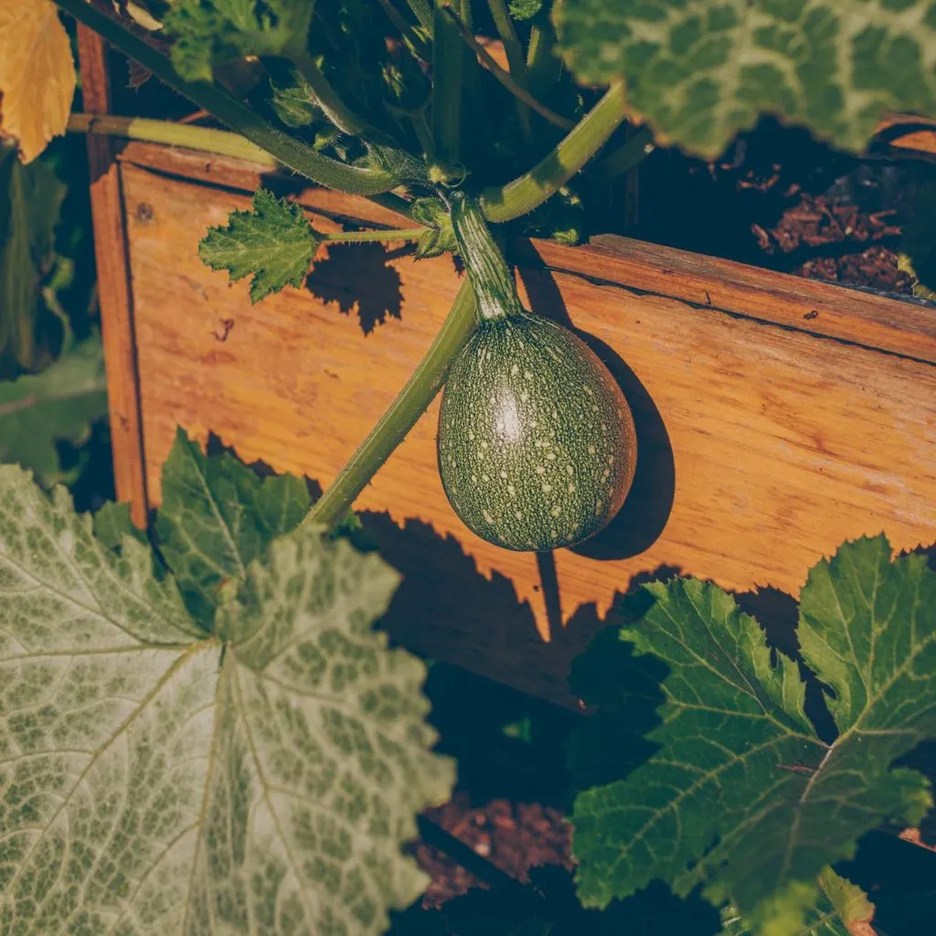 Grüne Tomatenpflanzen mit ersten Früchten, die auf die Reifung warten