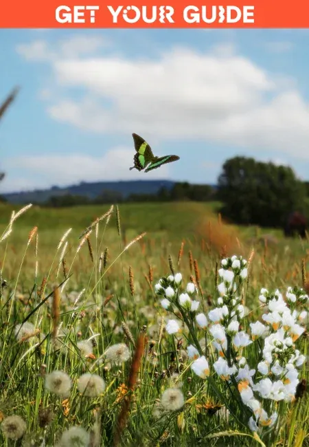 grüne Wiese mit Schmetterling