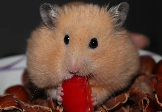 Hamster Backentaschen