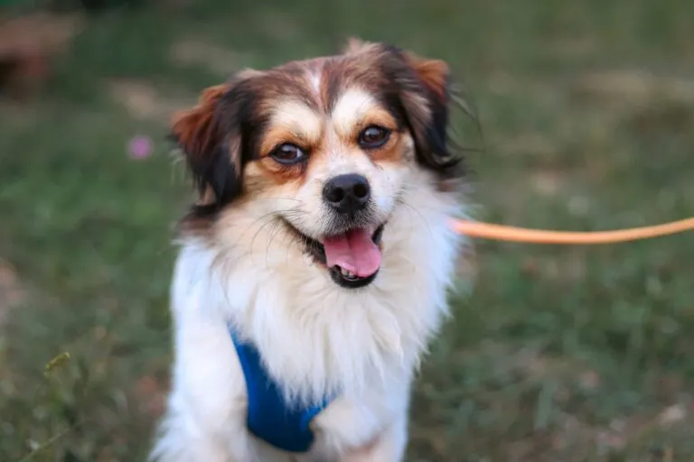 Hannes, der kleine Herzensbrecher, in seiner Pflegestelle in München
