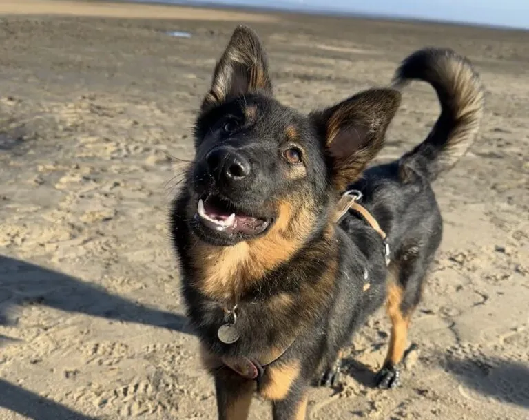 Haru wartet in ihrer Pflegestelle in Münster
