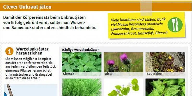 Häufig vorkommende Wurzel- und Samenunkräuter mit einer Anleitung zum korrekten Unkrautjäten