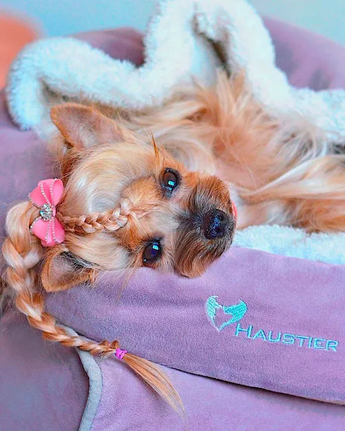 Haustier-Produkte: Kuschelige Hundebetten und hochwertiges Zubehör für zufriedene Haustiere