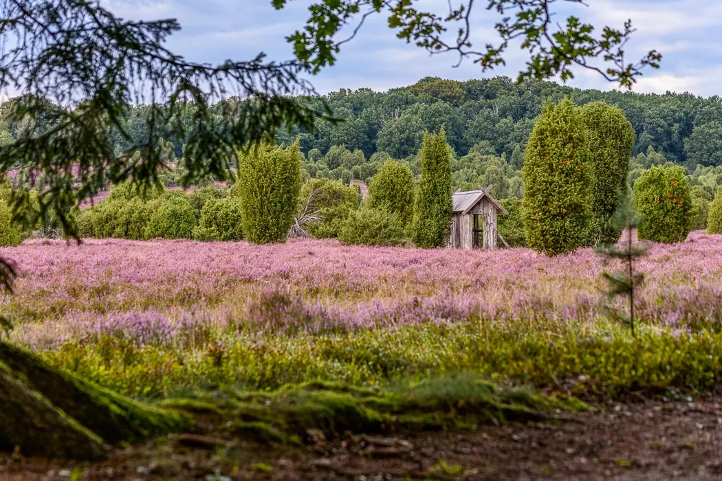 Heideflächen der Lüneburger Heide