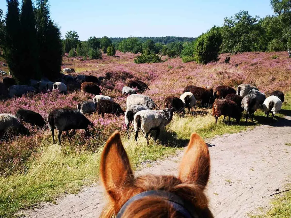 Heidschnucken auf einer Weide in der Lüneburger Heide, ein beliebtes Motiv für Reiterferien Norddeutschland