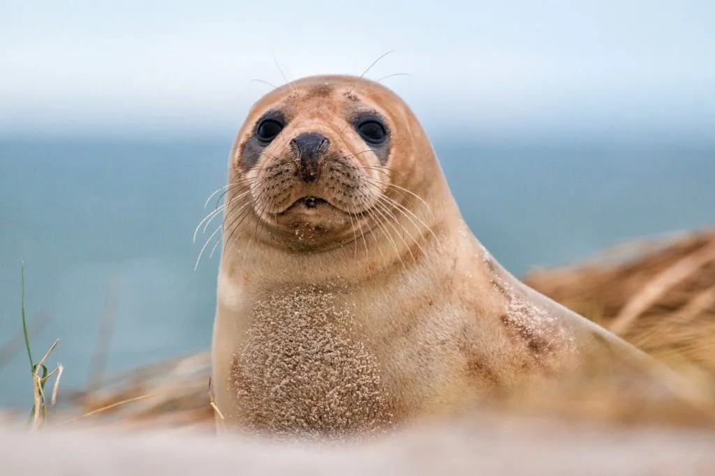 Helgoland ist ein ideales Reiseziel für Natur- und Tierfotografen