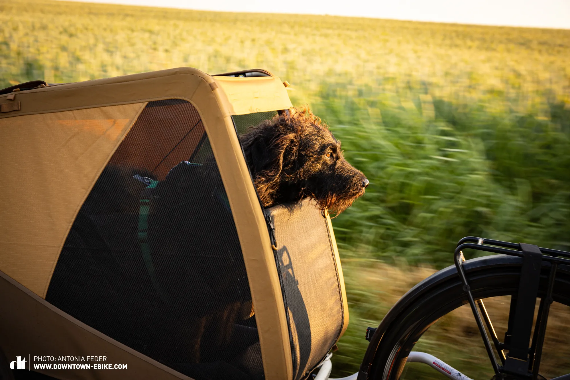 Henry mag es, seinen Kopf aus dem Croozer DOG in den Wind zu halten.