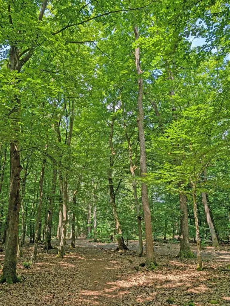 Herbstlicher Wald im Wendland, ideal zum Wandern und Entspannen