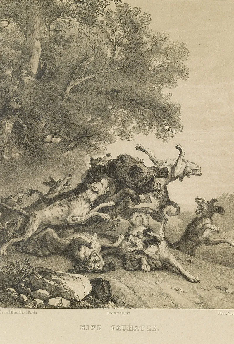 Historische Darstellung einer Wildschweinjagd, genannt &quot;Sauhatze&quot;, mit Saupacker Hunden