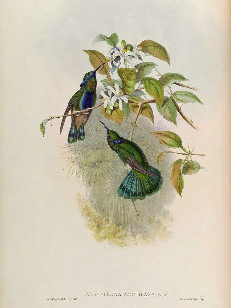 Historische Illustration des Großen Veilchenohrkolibris von John Gould, zur Veranschaulichung der Artenkenntnis über diese besonderen Haustiere.