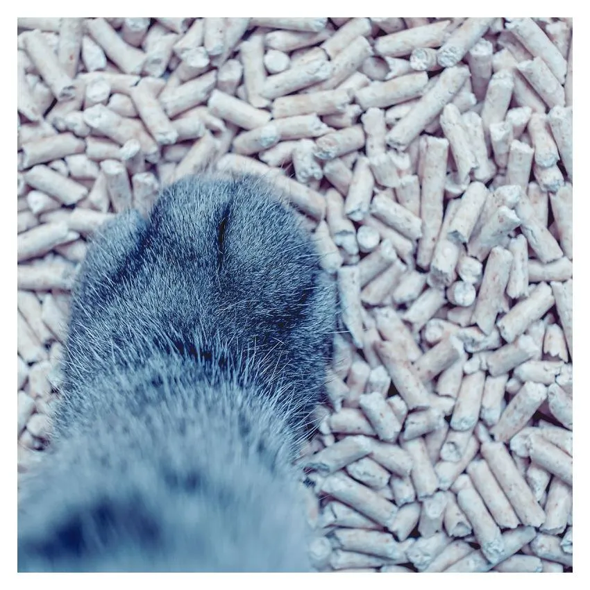 Hochwertige Boxengold Holzpellets als Katzenstreu