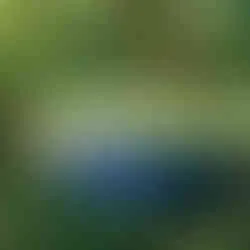 Holzsteg am Ufer des Salemer Sees