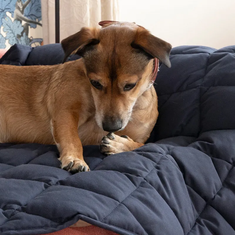 Hund auf einer gemütlichen, robusten Hundedecke zu Hause