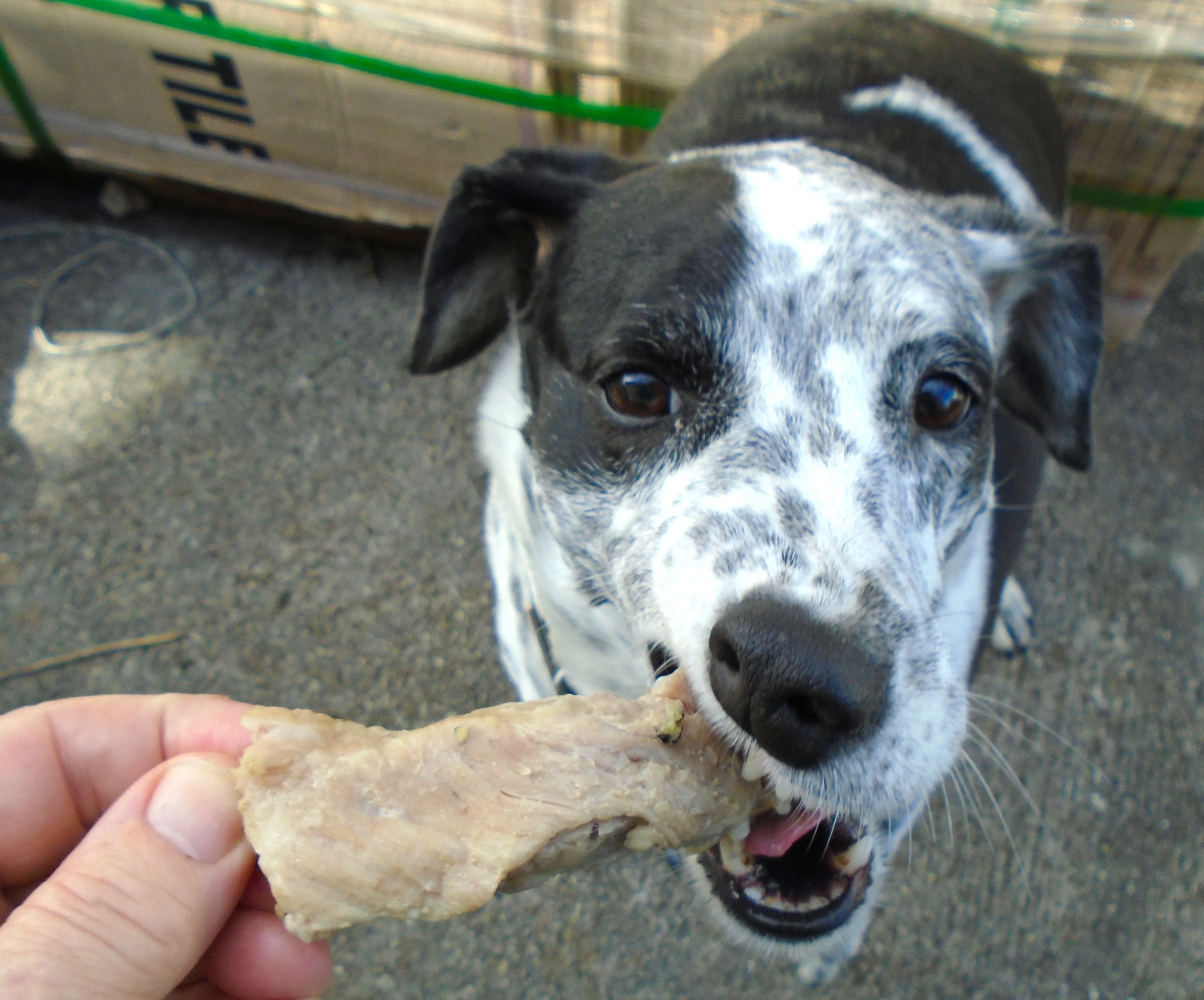 Hund Bella bekommt als Erste einen kleinen Bissen vom köstlichen Schälrippchen