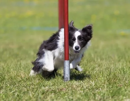 Hund im Agility-Park