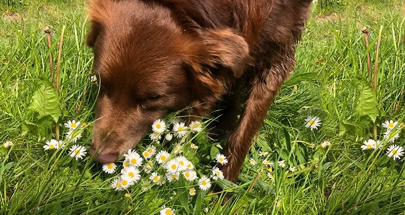 Hund im Schnüffelspiel