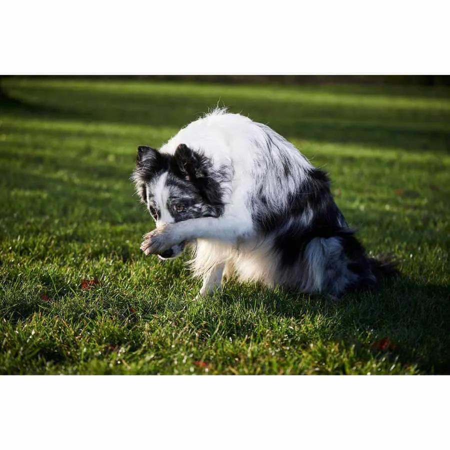 Hund lernt rückwärts zu laufen