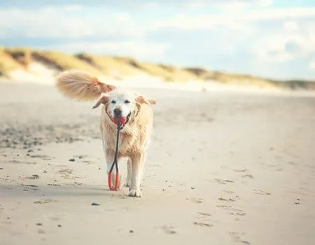 Hund mit Ball im Mund am Strand