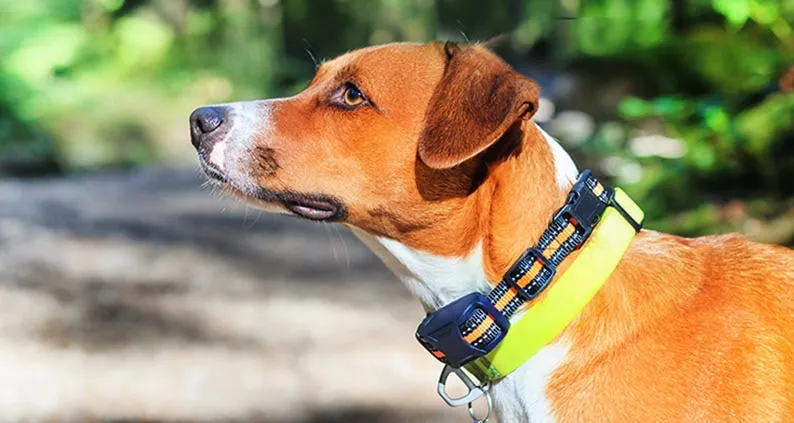 Hund mit Elektrohalsband