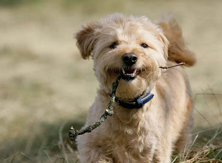 Hund mit Halti Kopfhalfter bei Spaziergang – eine Führungshilfe für besseres Hundetraining