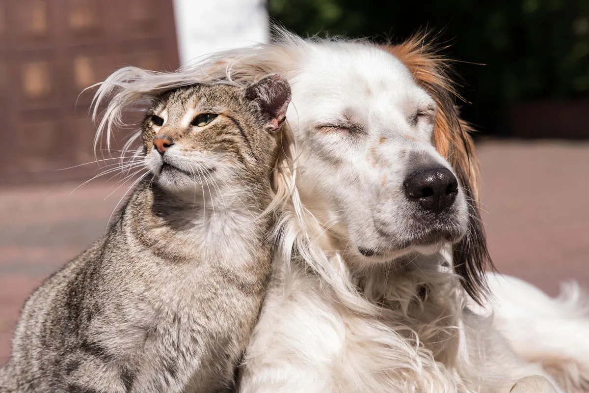Hund und Katze blicken neugierig in die Kamera, symbolisch für die beliebtesten Haustiere