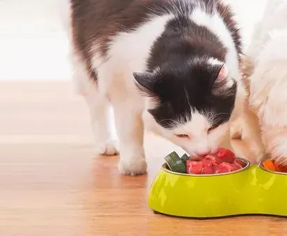 Hund und Katze vor Futter, symbolisierend regionale Zutaten in Vollmers Tiernahrung