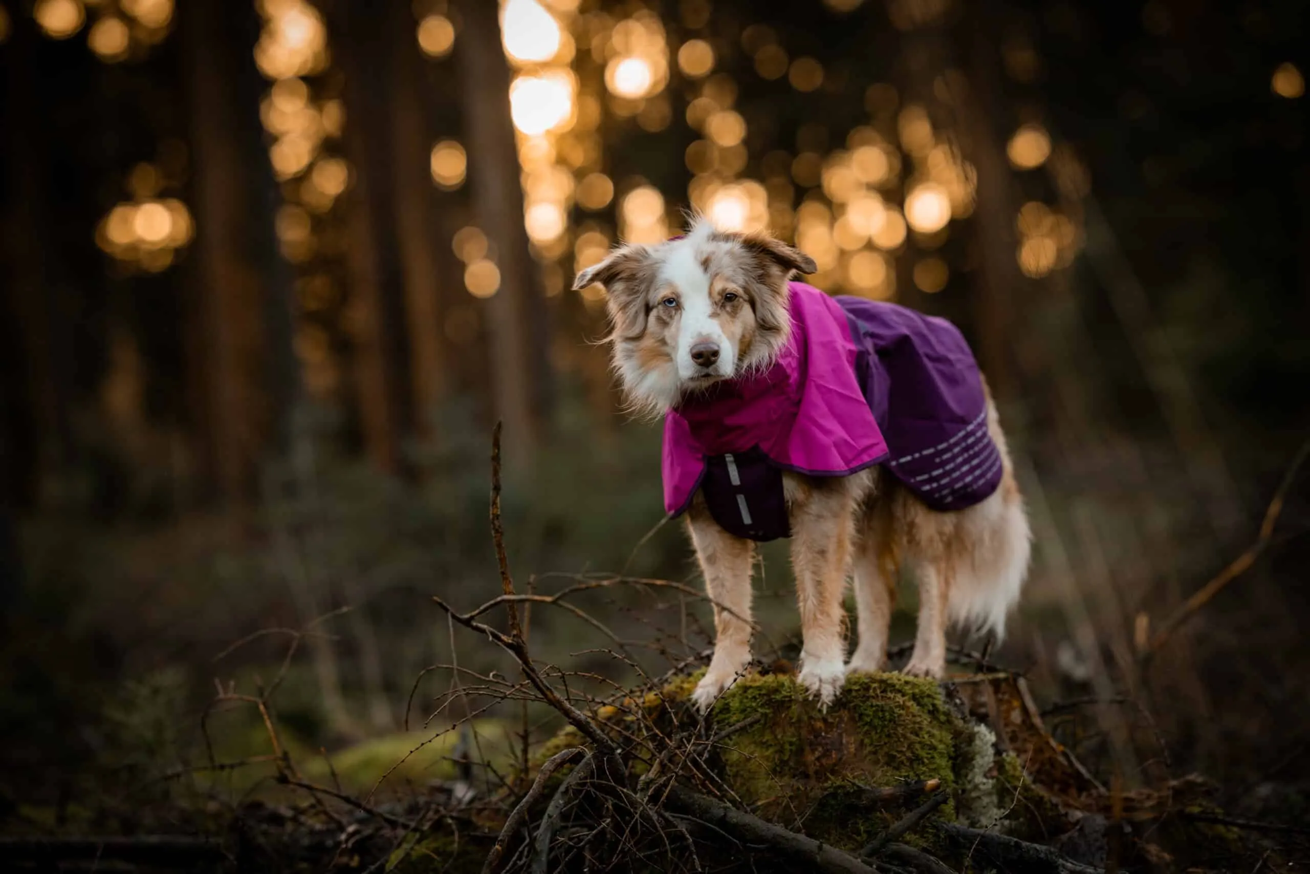 Hund von vorne mit Fjord Raincoat