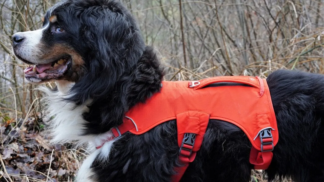 Hundegeschirr Test: Hundegeschirr Januar2024 Aufmacher