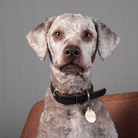 Hundehalsband aus dunkelbraunem Leder