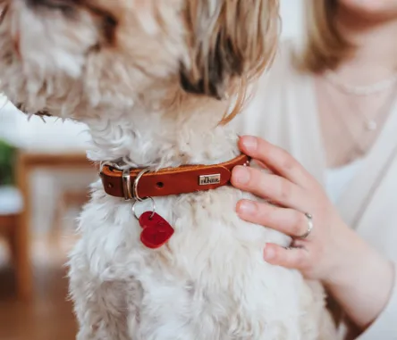 Hundehalsbänder in verschiedenen Ausführungen