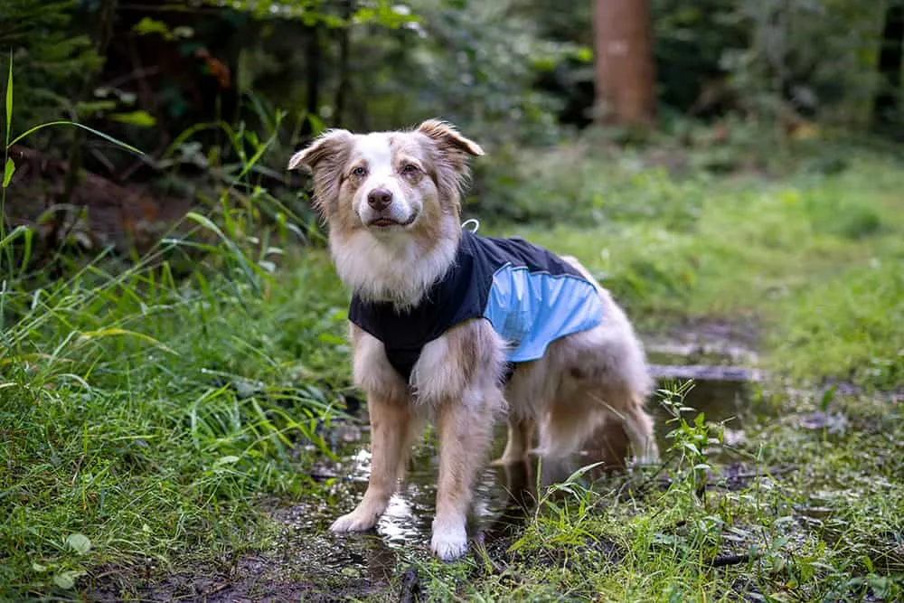 Hunderegenmantel vomn Wolters