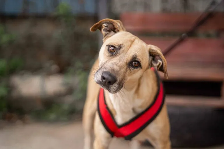 Hündin Blondie aus Rumänien, sucht liebevolles Heim