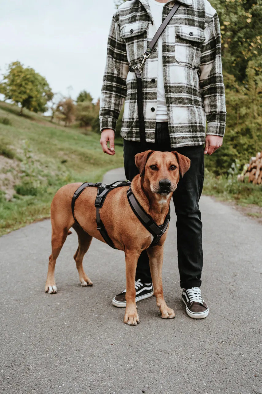HUNTER Hundegeschirr, für mittelgroße/große Hunde, optimaler Tragekomfort &amp; Sicherheit, ideal für Spaziergänge/Outdoor.