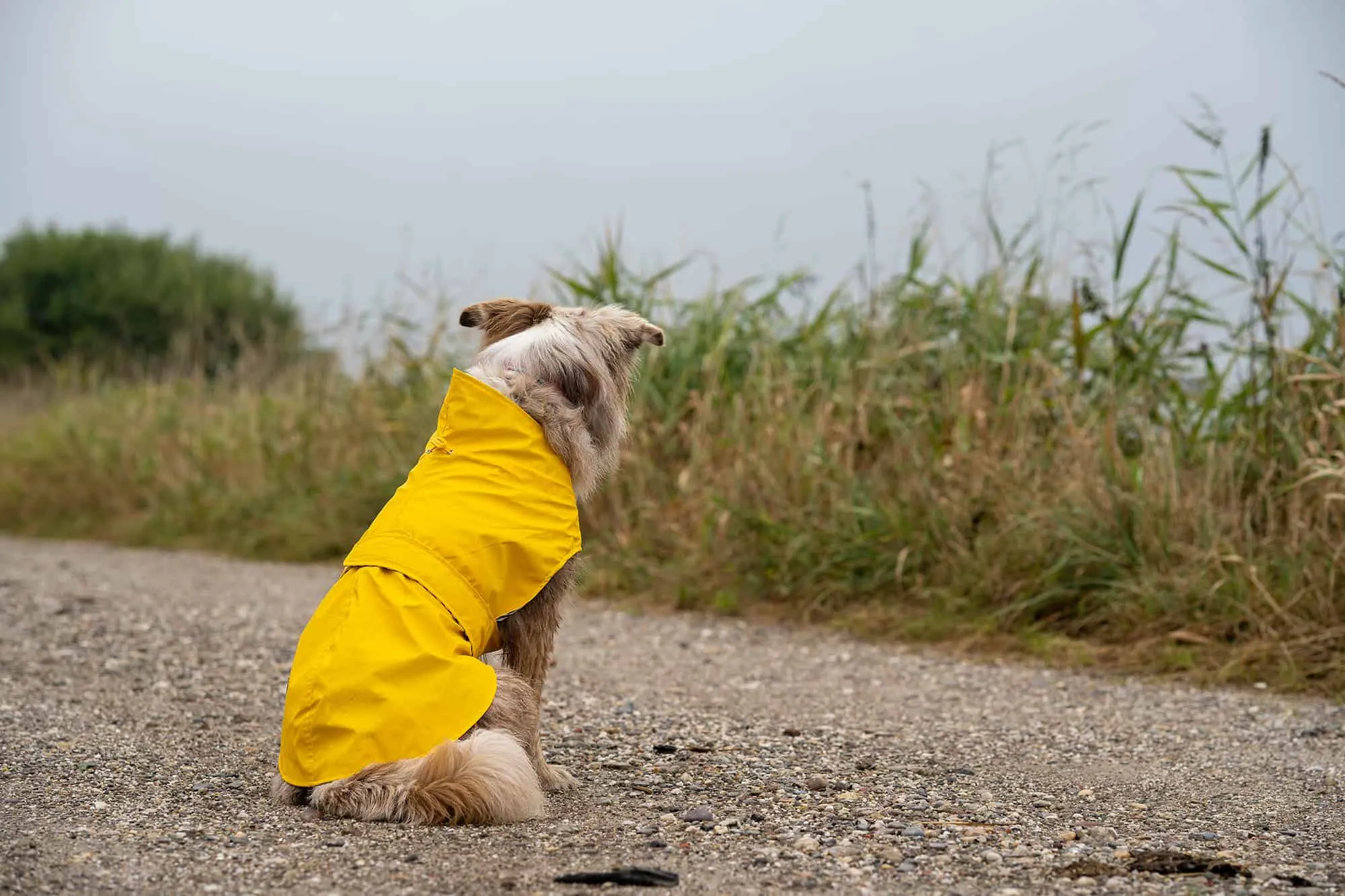 Hunter Milford Regenantel für Hunde