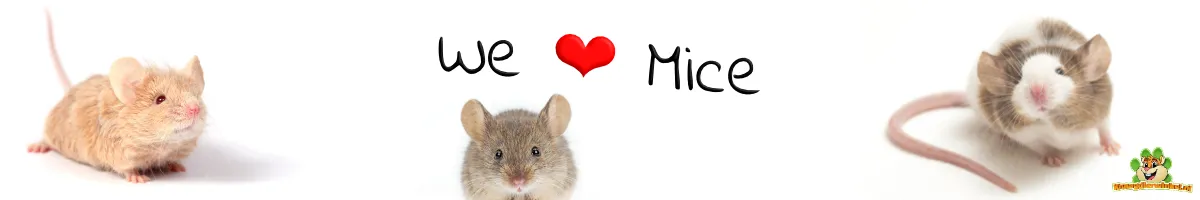 Illustration eines Siebenschläfers im Wald