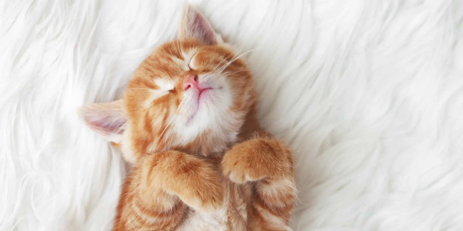 Illustration zum stressfreien Start eines jungen Kätzchens in sein neues Zuhause, relevant für die Eingewöhnungsphase vor dem Freigang.