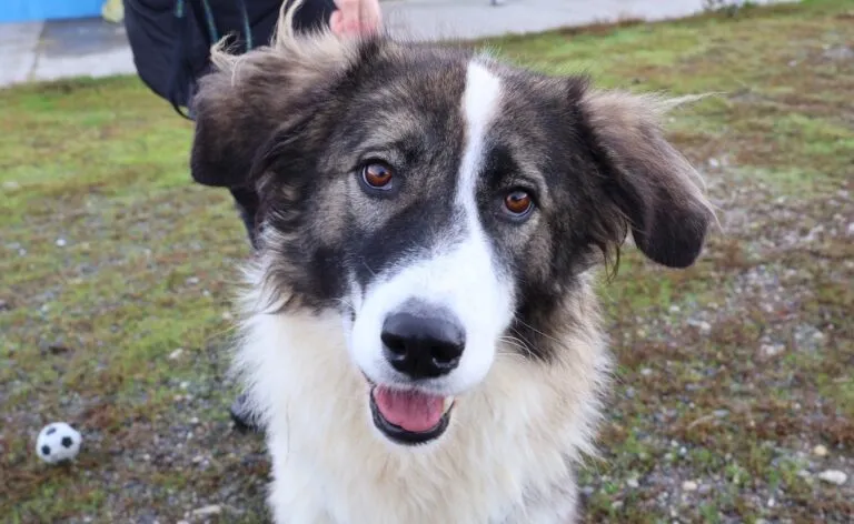 Ilse, eine treue Seele, wartet in Rumänien