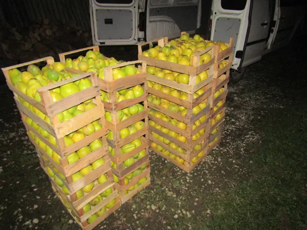 In der Manufaktur werden angelieferte Quitten sorgfältig von Hand in Holzkisten nach Qualität für verschiedene Quittenprodukte sortiert.