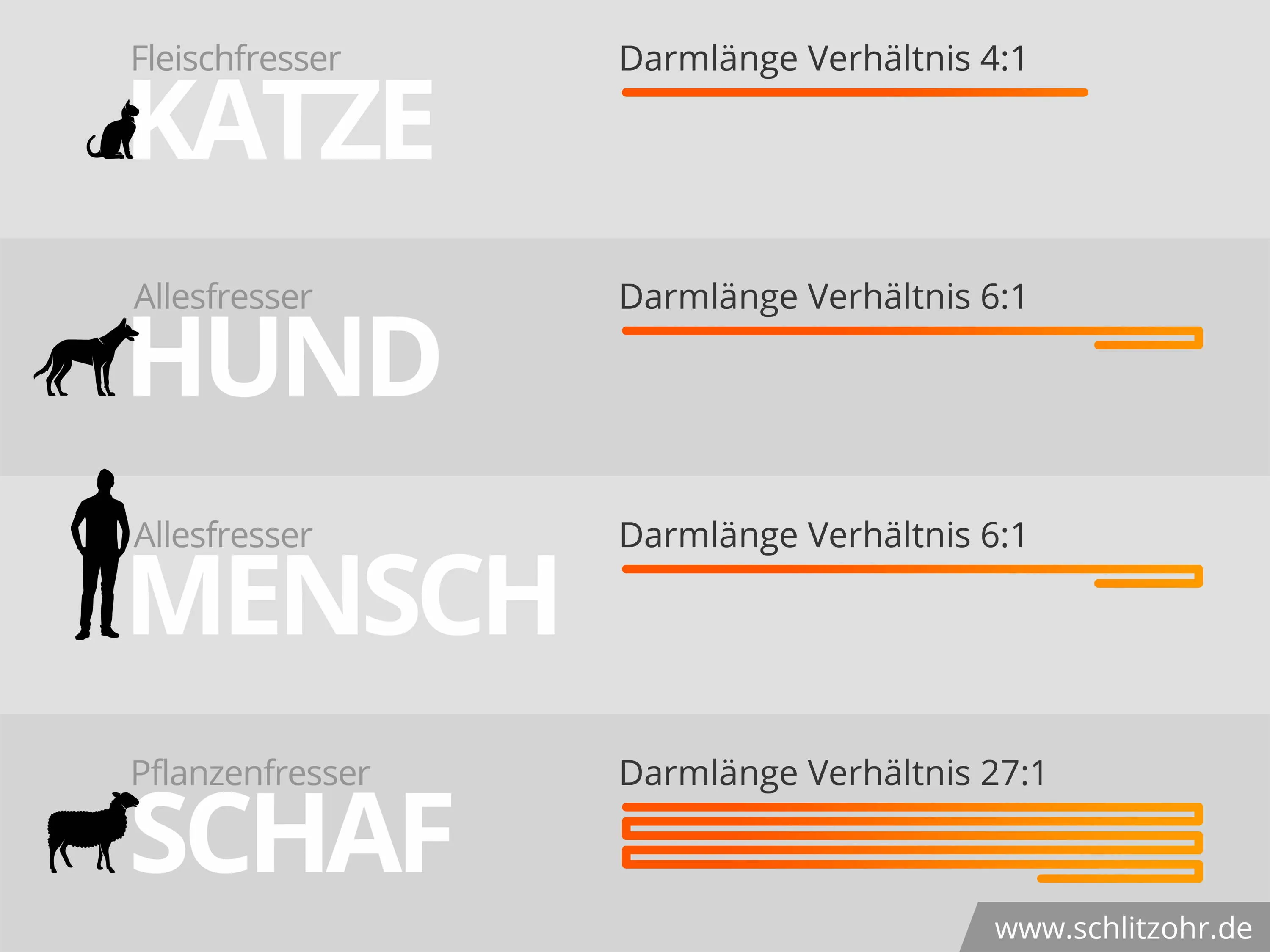 Infografik - Darmlänge Verhältnis Katze, Hund, Mensch, Schaaf
