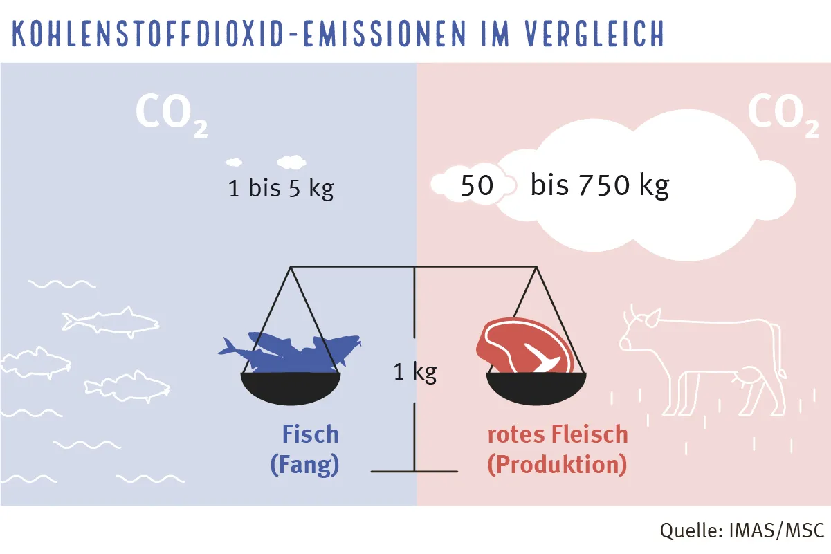 Infografik zum CO2-Fußabdruck: Vergleich der Emissionen von nachhaltigem Fisch und rotem Fleisch in Kilogramm Kohlenstoff